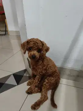 DIJUAL CEPAT RED POODLE BETINA