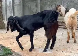2 ekor kambing etawa jantan 1 tahunan siap hewan qurban terbaik 2025