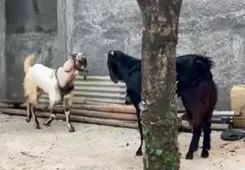 2 ekor kambing etawa jantan TB 80cmUP siap hewan qurban terbaik 2025