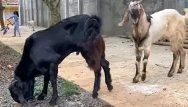 2 ekor kambing etawa jantan TB 80cmUP siap hewan qurban terbaik 2025