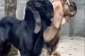 2 ekor kambing etawa jantan 1 tahunan TB 80cmUP siap kurban 2025 puas