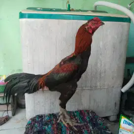 Ayam Bangkok Wiring galeh