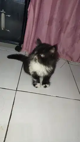 Ready to Adop Kucing Persia Pignose Kitten