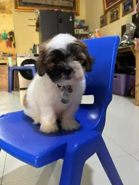 anak Anjing Shitzu Poodle shipoo vaksin only 2bln