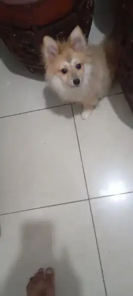 Mini Pom Jantan