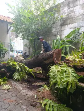 Jasa tebang pohon wa d foto profil ya