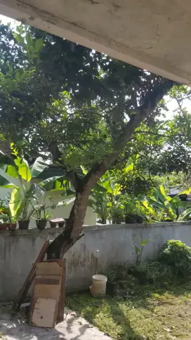 Jasa tebang pohon panggilan