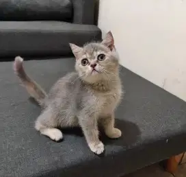 Kitten BSH Munchkin Blue golden