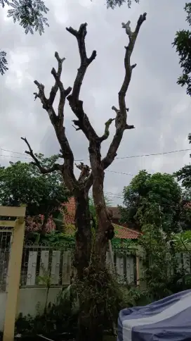 Jasa potong rumput dan tebang pohon jogja