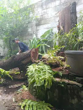 Jasa tebang pohon wilayah Yogyakarta