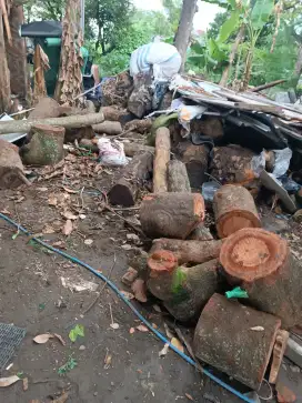 Tebang pohon jogja