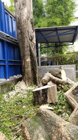 Tebang pohon Jogja