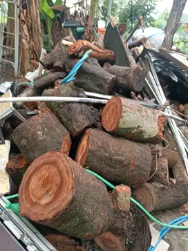 Jasa tebang pohon jogja
