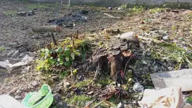 Jasa tebang pohon