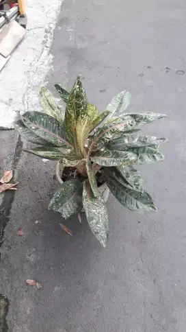 Bunga Anglonema cantik yang minat hub.tlpn. ya jual sama pot nya