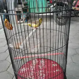 Jual burung kenari kondisi gacor tidak bisu