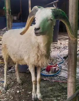 Domba putih tanduk gagah