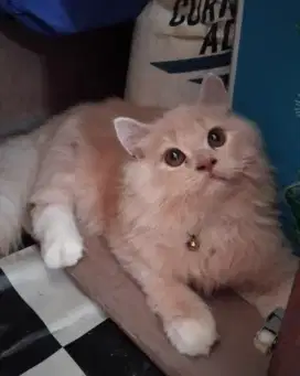 Open adop kitten persia medium umur 5 bln