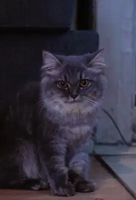 Siap di adopsi kitten persia