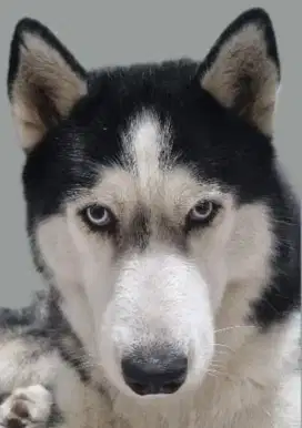 Anakan Anjing Husky