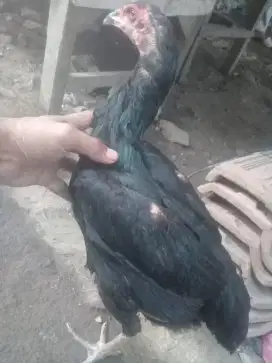 Di jual biang bk klasik siap produksi
