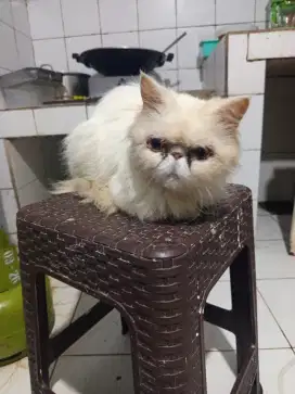 Persia peaknose dan flatnose