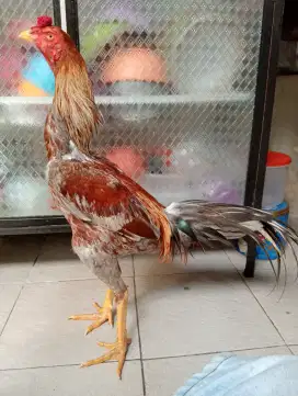 Ayam Mangon Bangkok ukuran 4,5 full sak mek