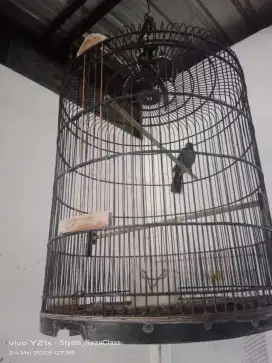jual burung murah full set