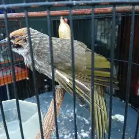 Burung cucak rowo