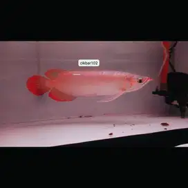 Arwana Super Red serti ekor dayung ok