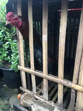 Ayam jantan -bangkok jago