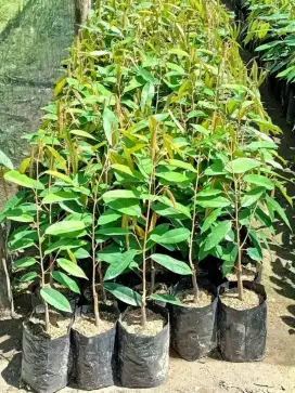 Bibit durian musangking di medan