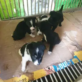 Puppy Mongrel / Anak Anjing Kampung Jantan 1 bulan