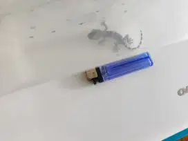 Tokek Rumah Kecil