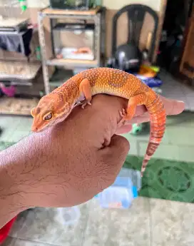 Gecko Tremper Lavender Female