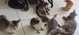 KUCING PERSIA BACA DESKRIPSI.
