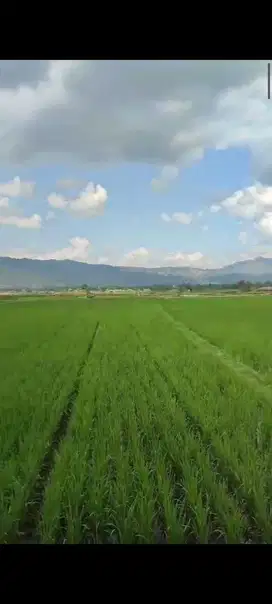 Dijual Sawah irigasi 25ha di Situbondo