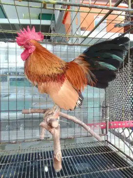 Jual ayam kate rajin bunyi