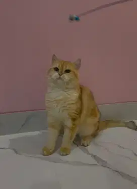 British shorthair Male