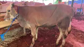 Jual sapi kurban murah sehat di bandung