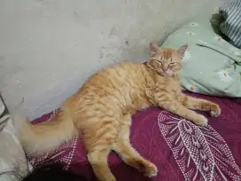 Open adop kucing oyen persia mix dome