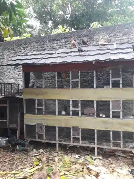 kandang burung/ternak 9 lobang murah bisa barter/tt