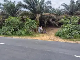 Kebun Sawit belakang Kantor Bupati Sengeti