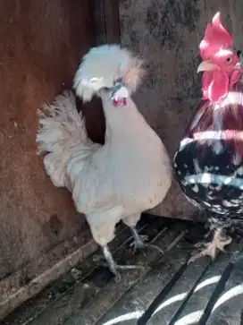 Sepasang ayam polandia