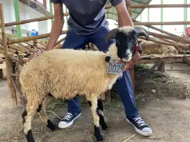 Jual hewan qurban domba cuma 2 JT an