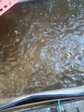 BIBIT IKAN  LELE SEHAT