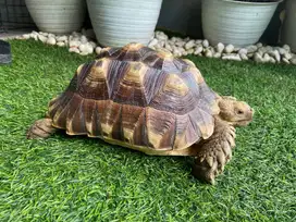 Sulcata Prediksi Betina Sehat