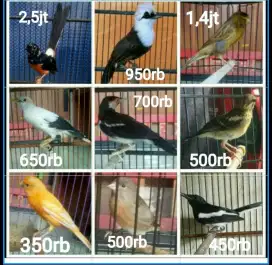 Jalak suren betina gacor dll