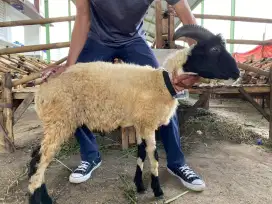 Jual domba qurban cuma 2 JT an