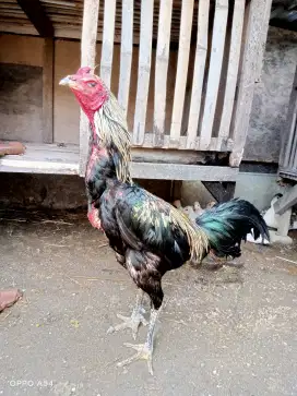 ayam widu / jalak